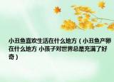 小丑鱼喜欢生活在什么地方（小丑鱼产卵在什么地方 小孩子对世界总是充满了好奇）