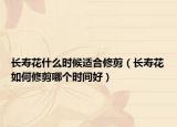 长寿花什么时候适合修剪（长寿花如何修剪哪个时间好）