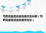 芍药花是否适合在南方生长呢（芍药花是否适合在南方生长）