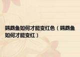 鹦鹉鱼如何才能变红色（鹦鹉鱼如何才能变红）