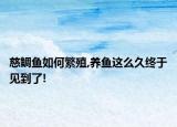 慈鲷鱼如何繁殖,养鱼这么久终于见到了!