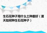 生石花种子用什么土种最好（夏天如何种生石花种子）
