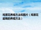 鸡蛋花养殖方法和图片（鸡蛋花盆栽的养殖方法）