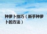 种萝卜技巧（新手种萝卜的方法）