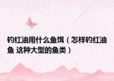 钓红油用什么鱼饵（怎样钓红油鱼 这种大型的鱼类）