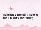 桂花树太高了怎么修剪（桂花树太高怎么办 需要及时进行修剪）