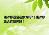 南洋杉适合在家养吗?（南洋杉适合在屋养吗）