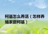 柯基怎么养活（怎样养殖家庭柯基）