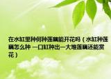 在水缸里种何种莲藕能开花吗（水缸种莲藕怎么种 一口缸种出一大堆莲藕还能赏花）