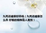 九死还魂草好养吗（九死还魂草怎么养 好看的植株给人喜悦）