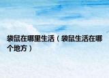 袋鼠在哪里生活（袋鼠生活在哪个地方）