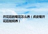 开花后的菊花怎么养（虎皮菊开花后如何养）