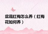 盆栽红梅怎么养（红梅花如何养）