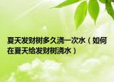 夏天发财树多久浇一次水（如何在夏天给发财树浇水）