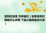吉利红如意 怎样更红（如意吉利红植物怎么养呢 下面小编来告诉大家）