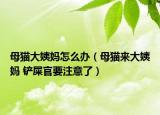 母猫大姨妈怎么办（母猫来大姨妈 铲屎官要注意了）