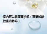 室内可以养蓬莱松吗（蓬莱松能放室内养吗）