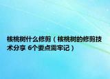 核桃树什么修剪（核桃树的修剪技术分享 6个要点需牢记）