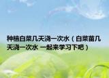 种植白菜几天浇一次水（白菜苗几天浇一次水 一起来学习下吧）
