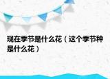 现在季节是什么花（这个季节种是什么花）
