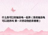 什么鱼可以和猪鼻龟一起养（鱼和猪鼻龟可以混养吗 第一次养动物的来看看）