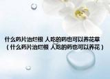 什么药片治烂根 人吃的药也可以养花草（什么药片治烂根 人吃的药也可以养花）