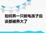 如何养一只新龟孩子应该都被养大了