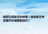 如何让虎皮兰长侧芽（使虎皮兰快生根不长侧芽的技巧）