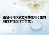 百合花可以放室内种植吗（室内可以不可以种百合花）