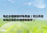 龟缸水培植物对龟有益（可以养在乌龟缸里的水培植物推荐）