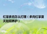 红掌多肉怎么打理（多肉红掌夏天如何养护）