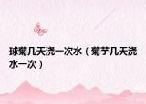 球菊几天浇一次水（菊芋几天浇水一次）