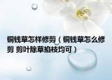 铜钱草怎样修剪（铜钱草怎么修剪 剪叶除草掐枝均可）