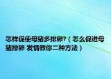 怎样促使母猪多排卵?（怎么促进母猪排卵 发情教你二种方法）