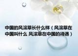 中国的风滚草长什么样（风滚草在中国叫什么 风滚草在中国的待遇）