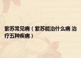 紫苏常见病（紫苏能治什么病 治疗五种疾病）