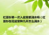 红豆杉第一次入盆需要浇水吗（红豆杉在花盆里种几天怎么浇水）