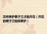 怎样养护君子兰才能开花（开花的君子兰如何养护）