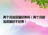 两个月加菲猫好养吗（两个月的加菲猫好不好养）