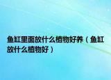 鱼缸里面放什么植物好养（鱼缸放什么植物好）