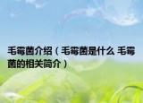 毛霉菌介绍（毛霉菌是什么 毛霉菌的相关简介）