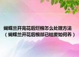 蝴蝶兰开完花后烂根怎么处理方法（蝴蝶兰开花后根部已枯要如何养）