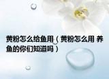 黄粉怎么给鱼用（黄粉怎么用 养鱼的你们知道吗）