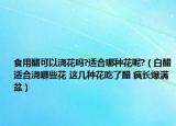 食用醋可以浇花吗?适合哪种花呢?（白醋适合浇哪些花 这几种花吃了醋 疯长爆满盆）