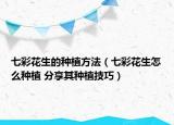 七彩花生的种植方法（七彩花生怎么种植 分享其种植技巧）