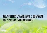 栀子花枯萎了还能活吗（栀子花枯萎了怎么办 可以救活吗）