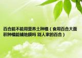 百合能不能用营养土种植（食用百合大面积种植能铺地膜吗 别人家的百合）