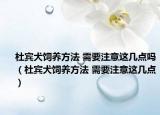 杜宾犬饲养方法 需要注意这几点吗（杜宾犬饲养方法 需要注意这几点）