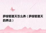 萨摩耶夏天怎么养（萨摩耶夏天的养法）