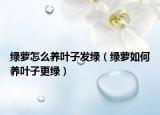 绿萝怎么养叶子发绿（绿萝如何养叶子更绿）
